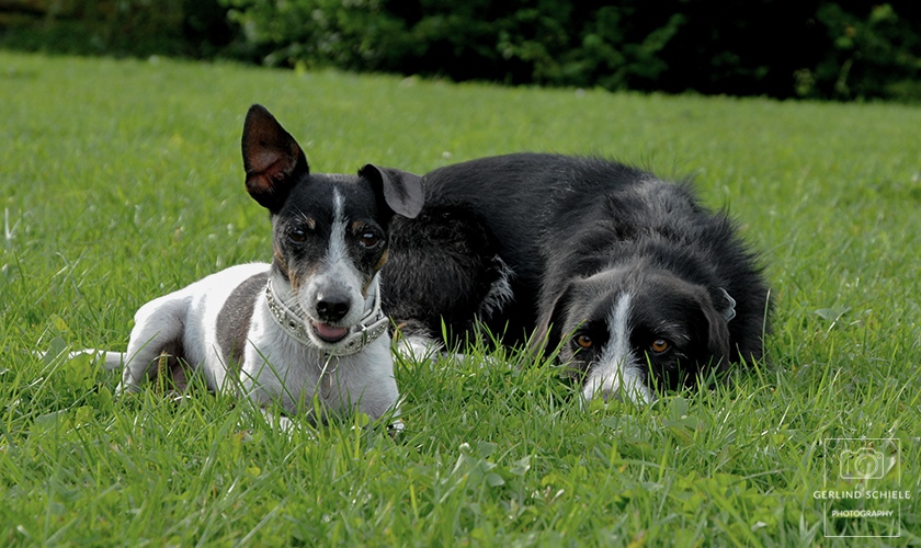 Hundefreundschaft Copyright Gerlind Schiele Photography +49 (0) 170 - 908 85 85