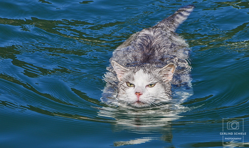 Ein Kater der schwimmt - Copyright Gerlind Schiele Photography +49 (0) 170 - 908 85 85