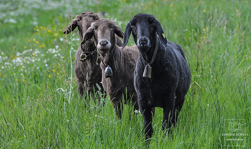 Schafe haben alles im Blick Copyright Gerlind Schiele Photography +49 (0) 170 - 908 85 85