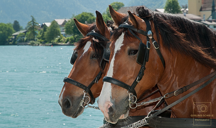Pferdefreundschaft - Copyright Gerlind Schiele Photography +49 (0) 170 - 908 85 85