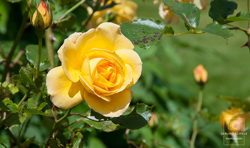 Tegernseer Bauerngarten Copyright Gerlind Schiele Photography +49 (0) 170 - 908 85 85