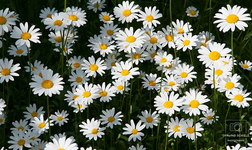 Blumenwiese Copyright Gerlind Schiele Photography +49 (0) 170 - 908 85 85