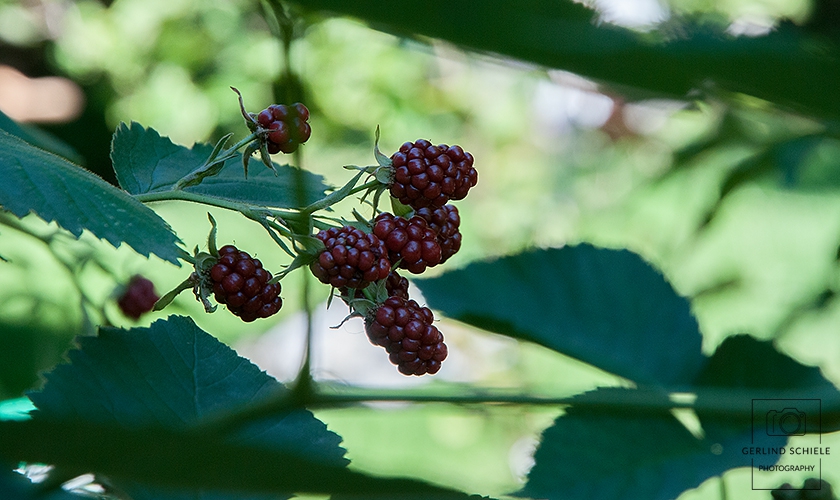 Wilde Brombeeren Copyright Gerlind Schiele Photography +49 (0) 170 - 908 85 85