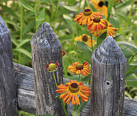 Blumen und Bauerngaerten im Tegernseer Tal - Foto von Gerlind Schiele Photography Tegernsee