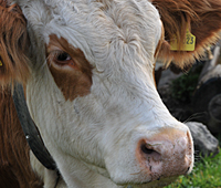 Tiere am Tegernsee - Foto von Gerlind Schiele Photography Tegernsee